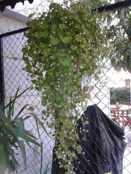 Name:  Nakka22.jpg
Views: 1085
Size:  65.2 KB