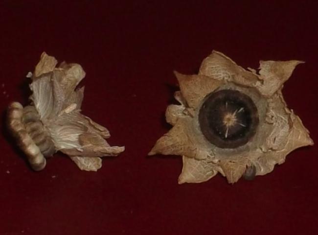 Name:  DSCF8076.jpg
Views: 2284
Size:  22.2 KB