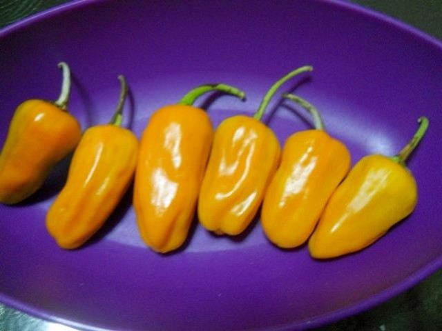 Name:  jalapeno.jpg
Views: 665
Size:  47.5 KB