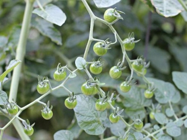 Name:  mikrop2.jpg
Views: 705
Size:  65.1 KB