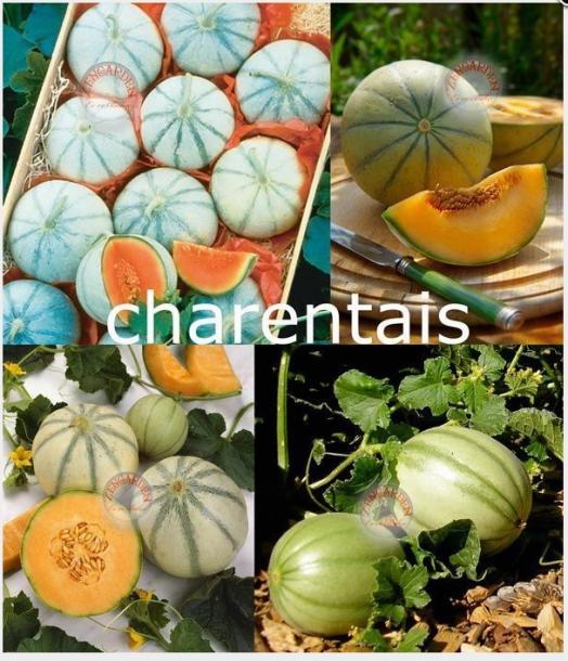 Name:  ch.jpg
Views: 2634
Size:  68.7 KB