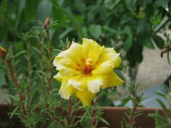 Name:  ipek 2.jpg
Views: 2043
Size:  28.3 KB