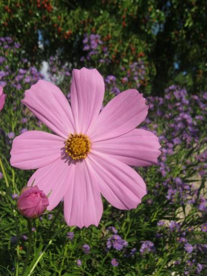 Name:  pembe cosmos.jpg
Views: 2012
Size:  41.1 KB