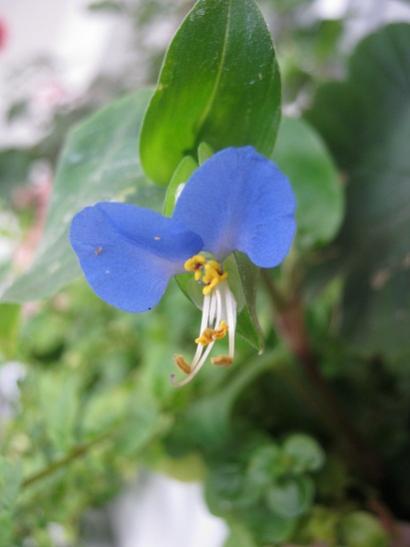 Name:  commelina c..jpg
Views: 2016
Size:  21.3 KB