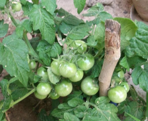 Name:  DSCF7481.jpg
Views: 2123
Size:  43.9 KB