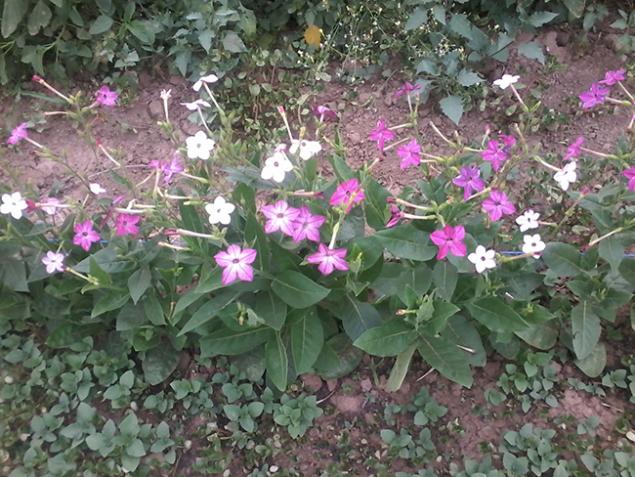 Name:  20150627_193904.jpg
Views: 1936
Size:  70.9 KB