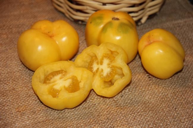 Name:  Doochova Yellow II.jpg
Views: 2083
Size:  42.1 KB