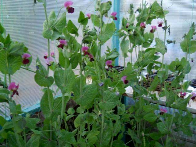 Name:  DSCN5432.jpg
Views: 1468
Size:  46.7 KB