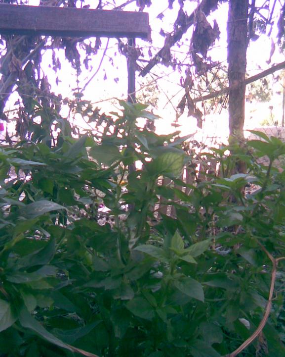 Name:  REYHAN..jpg
Views: 1158
Size:  74.4 KB