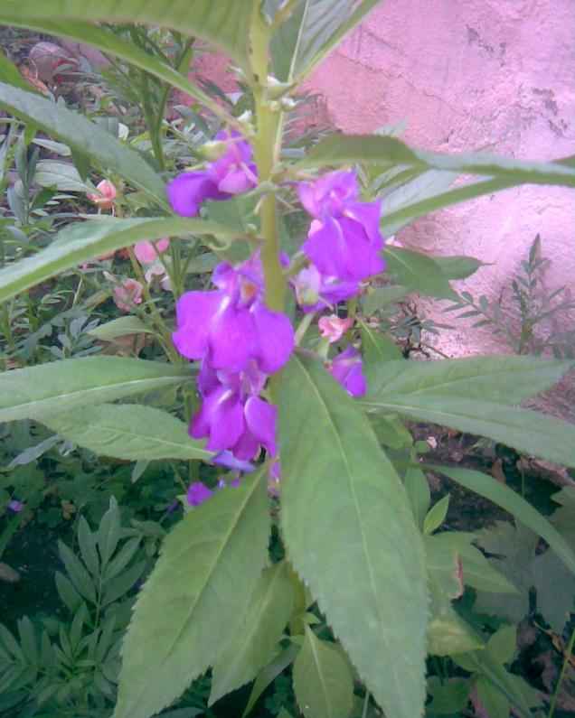 Name:  mor kna.jpg
Views: 1200
Size:  70.4 KB