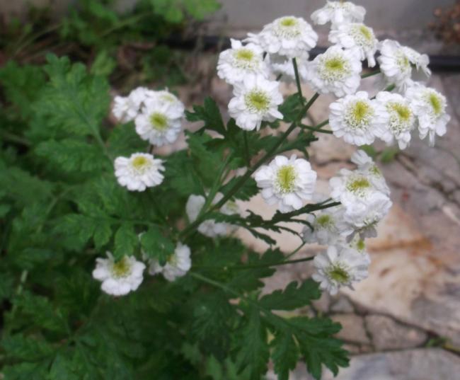 Name:  DSCF8146.jpg
Views: 1788
Size:  40.8 KB