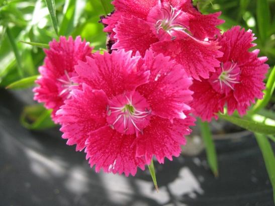 Name:  hsnyusuf4.jpg
Views: 1800
Size:  35.4 KB