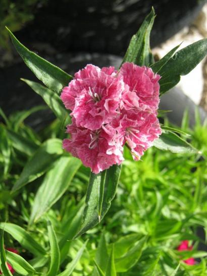 Name:  hsnyusuf1.jpg
Views: 1805
Size:  38.7 KB