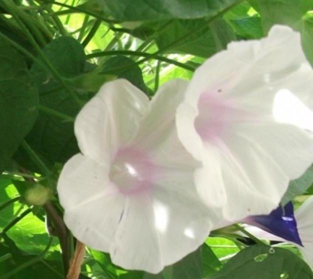 Name:  DSCF5827.jpg
Views: 1625
Size:  32.6 KB