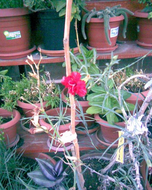 Name:  KIRMIZI karanfil......jpg
Views: 995
Size:  75.7 KB