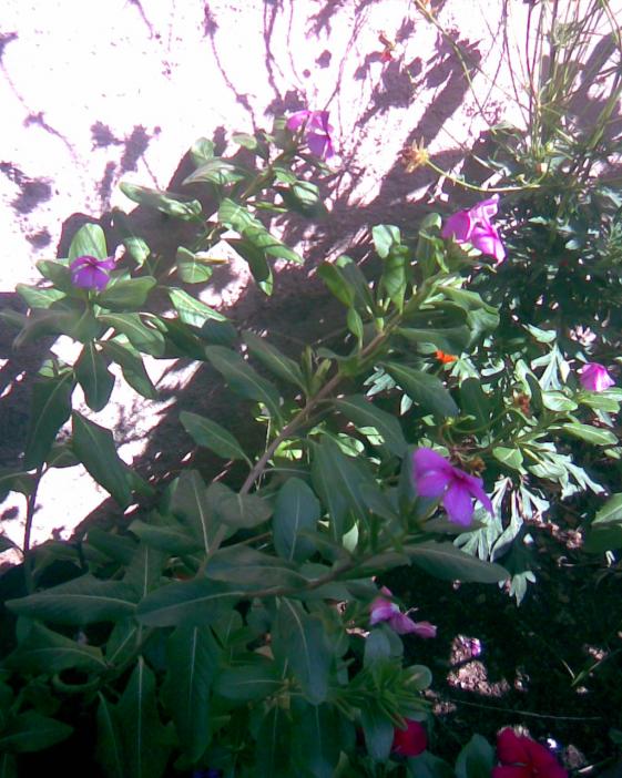 Name:  PERVANE1.jpg
Views: 940
Size:  75.6 KB
