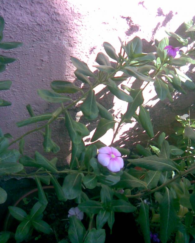 Name:  PERVANE 2.jpg
Views: 943
Size:  71.5 KB