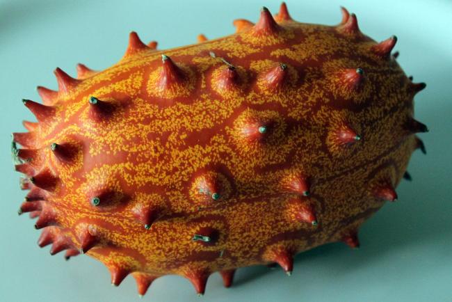 Name:  2015-02-01_Cucumis_metuliferus_Kiwano_anagoria.jpg
Views: 1068
Size:  46.6 KB