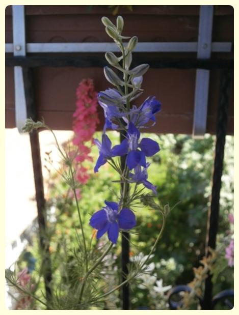 Name:  Hazeran (Delphinium ajacis).jpg
Views: 2614
Size:  40.3 KB