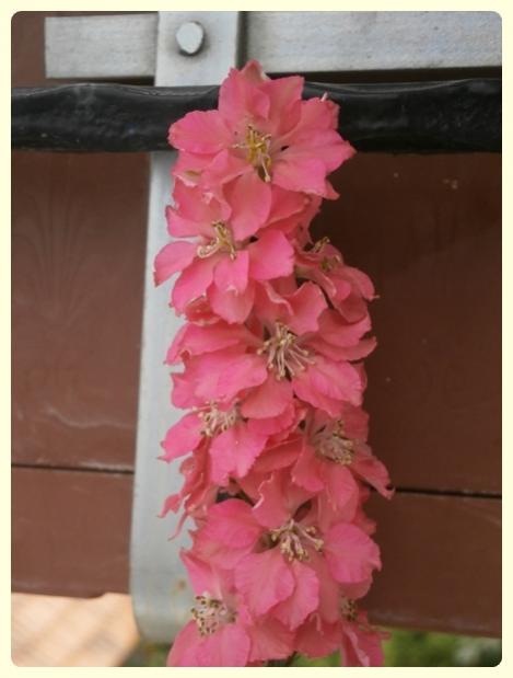 Name:  Hazeran (Delphinium ajacis) (2).jpg
Views: 2726
Size:  30.0 KB