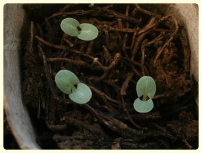 Name:  S. viridis.jpg
Views: 2355
Size:  20.4 KB