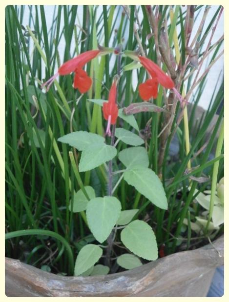 Name:  Salvia coccinea (2).jpg
Views: 2384
Size:  49.6 KB