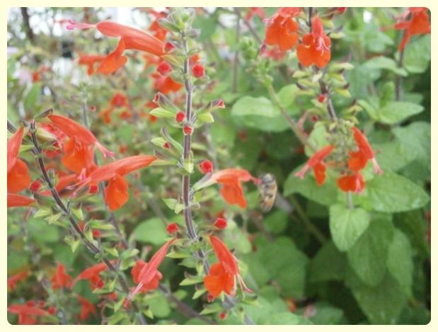 Name:  Salvia coccinea.jpg
Views: 2469
Size:  44.0 KB