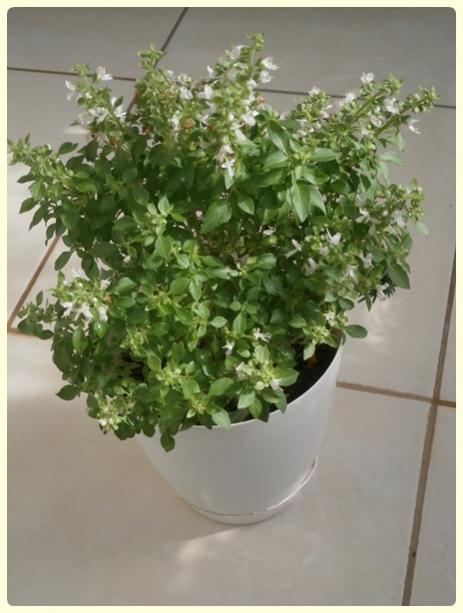 Name:  Kk Yaprakl Top Fesleen (Ocimum bacillius).jpg
Views: 2779
Size:  39.3 KB