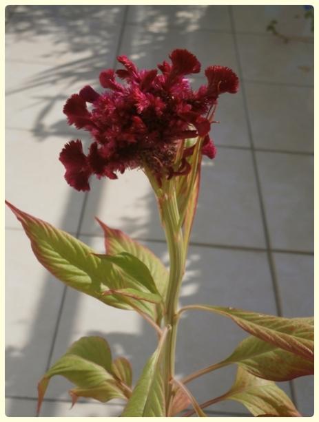 Name:  Horoz bii.jpg
Views: 2421
Size:  30.5 KB