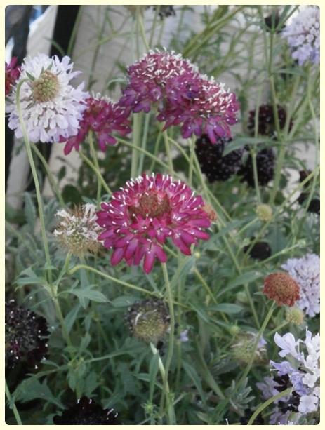 Name:  Scabiosa atropurpurea.jpg
Views: 2515
Size:  51.6 KB