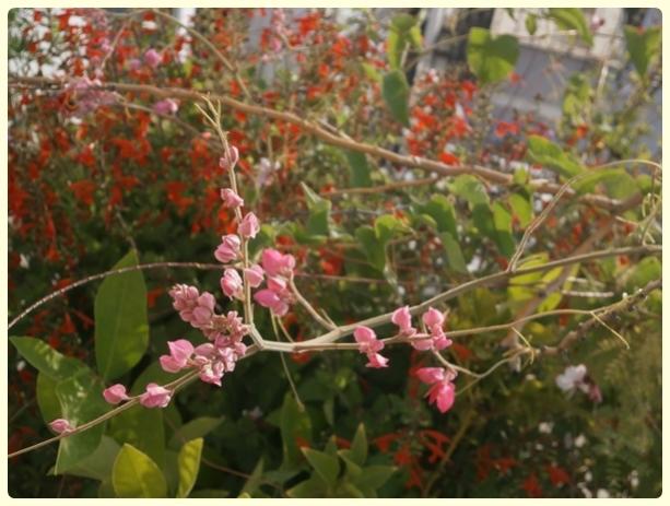 Name:  Antigonon leptopus.jpg
Views: 2340
Size:  47.6 KB