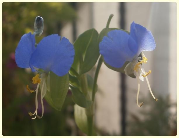 Name:  Commelina communis.jpg
Views: 2298
Size:  24.3 KB