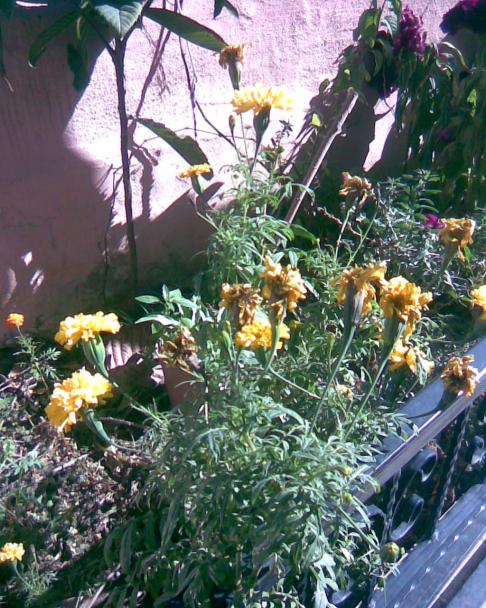 Name:  sar kadife.jpg
Views: 775
Size:  79.4 KB