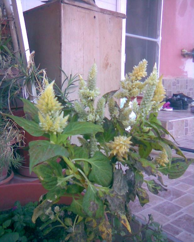 Name:  sar horoz ibii 2.jpg
Views: 881
Size:  71.6 KB