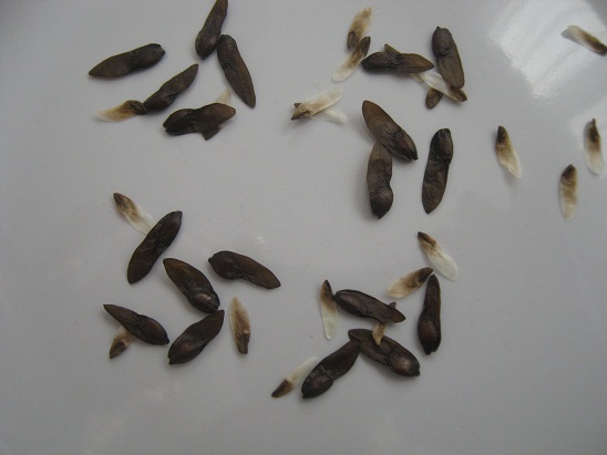 Name:  hosta tohum.jpg
Views: 1361
Size:  53.2 KB