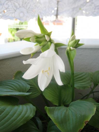 Name:  hosta.jpg
Views: 1602
Size:  23.9 KB