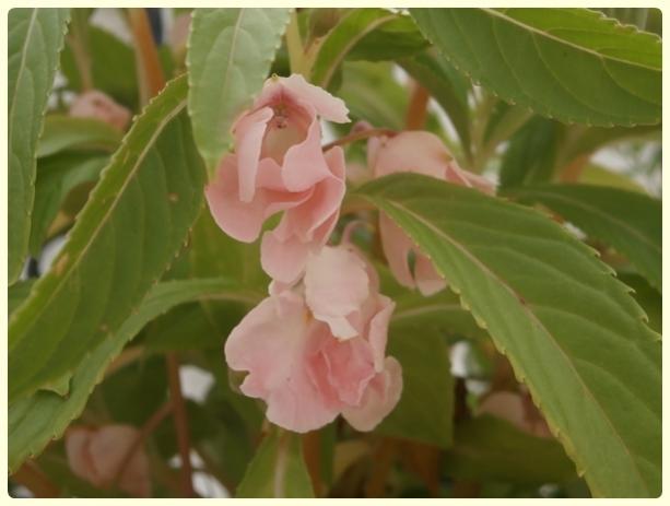 Name:  Impatiens balsamina - Kna iei.jpg
Views: 2068
Size:  29.1 KB