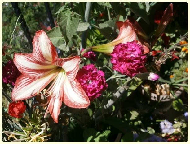 Name:  Hippeastrum sonatini - Nergis Zamba, valye Yldz.jpg
Views: 1872
Size:  57.3 KB