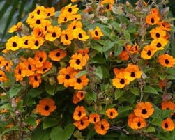 Name:  suzan.jpg
Views: 1185
Size:  17.6 KB
