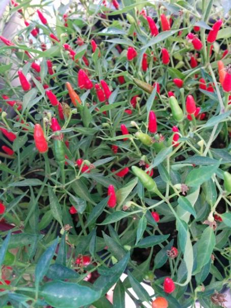 Name:  Chinese Ornamental I.jpg
Views: 1642
Size:  63.6 KB