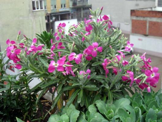 Name:  IMG_4323.jpg
Views: 891
Size:  44.2 KB