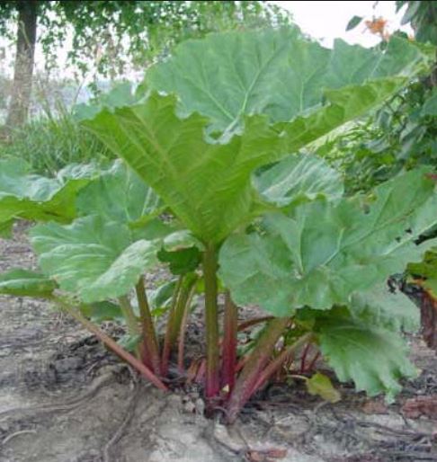Name:  rhubarb.JPG
Views: 1499
Size:  55.1 KB