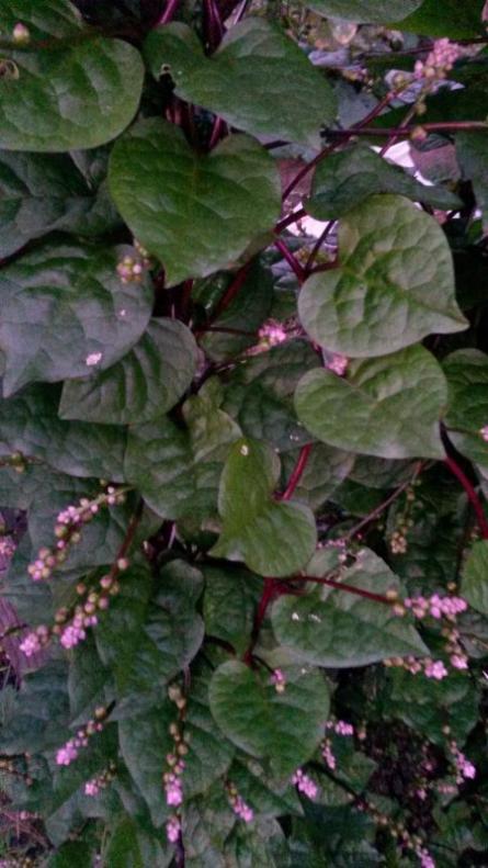 Name:  Malabar.jpg
Views: 1417
Size:  56.7 KB