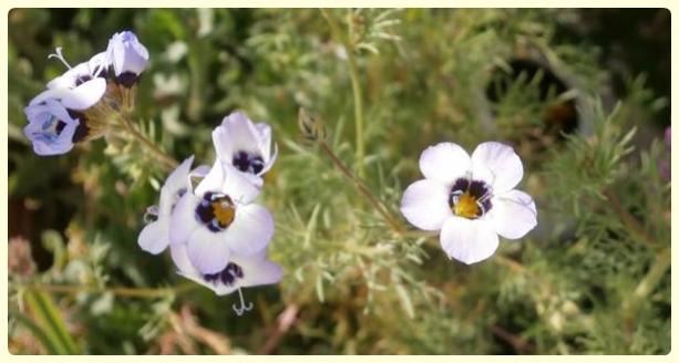 Name:  Gilia tricolor - Ku Gz.jpg
Views: 1702
Size:  31.3 KB