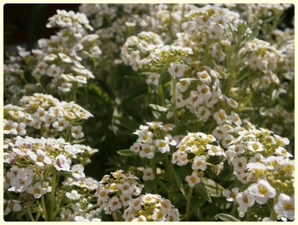 Name:  Alyssum  Beyaz Ballca, Kuduz Otu, Kraliyet Hals.jpg
Views: 1830
Size:  56.1 KB