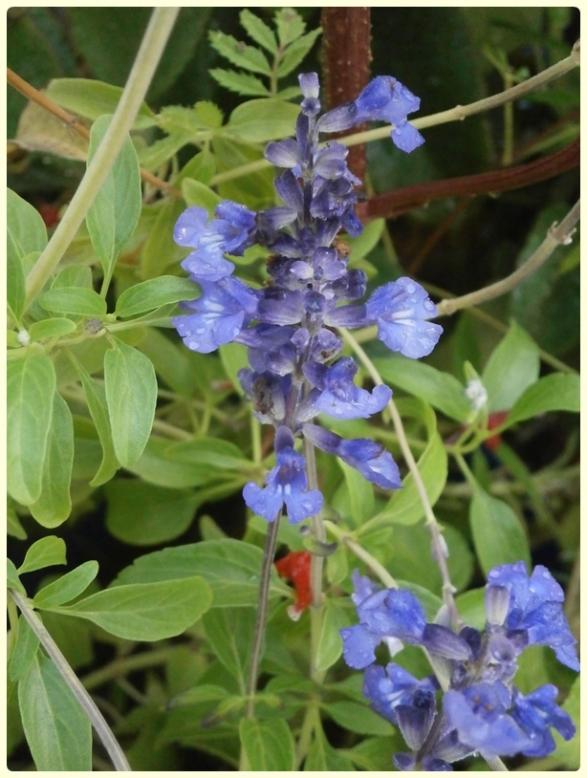 Name:  Salvia farinacea.jpg
Views: 1624
Size:  63.8 KB