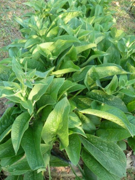 Name:  comfrey.jpg
Views: 1276
Size:  57.8 KB
