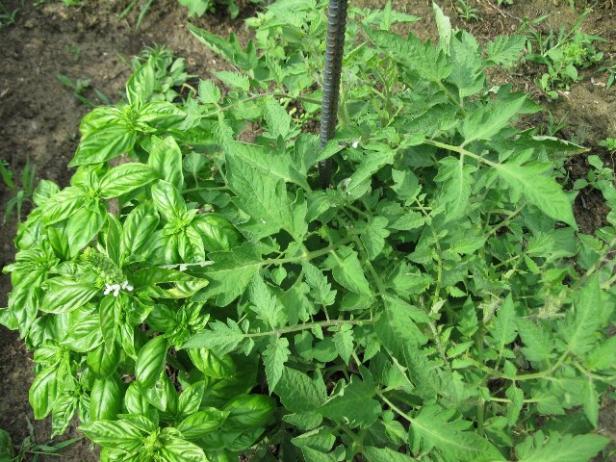 Name:  Basil.jpg
Views: 1397
Size:  71.0 KB
