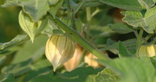 Name: cape_gooseberry.jpg
Views: 1410
Size: 23.7 KB