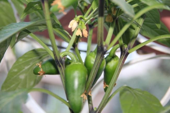 Name:  Jalapeno.jpg
Views: 1257
Size:  35.0 KB